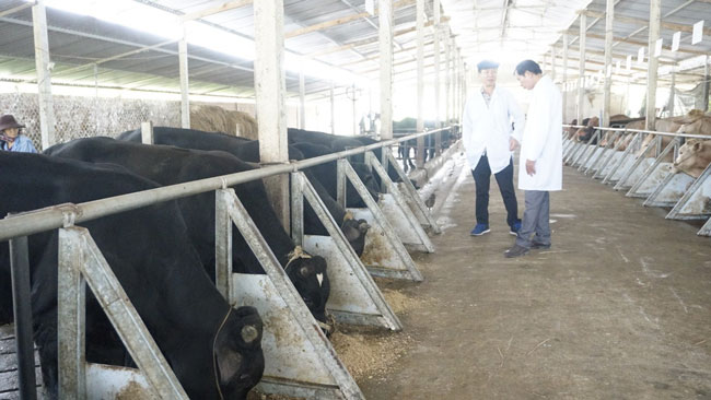 Trại nuôi bò tại hộ nuôi của ông Nguyễn Xuân Thuyền, xã Nghĩa Thắng, huyện Tư Nghĩa.