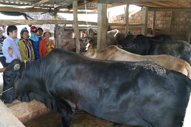 Mô hình chăn nuôi thâm canh bò lai chuyên thịt tại xã Phổ Vinh, huyện Đức Phổ.