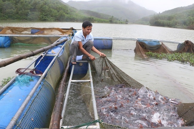 Mô hình nuôi cá lăng nha tại hồ chứa nước thủy lợi Suối Loa xã Ba Động, huyện Ba Tơ