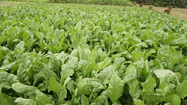 Mô hình trồng rau cải bó xôi an toàn theo tiêu chuẩn VietGAP của HTX sản xuất rau tuyền thống An Mô, xã Đức Lợi, huyện Mộ Đức.