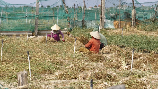 Tỏi Lý Sơn trồng theo tiêu chuẩn VietGAP.
