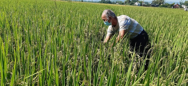 Ruộng lúa an toàn sinh học của hộ ông Lê Tiếng ước cho năng suất đạt cao hơn so với ruộng lúa đại trà từ 10-12%.