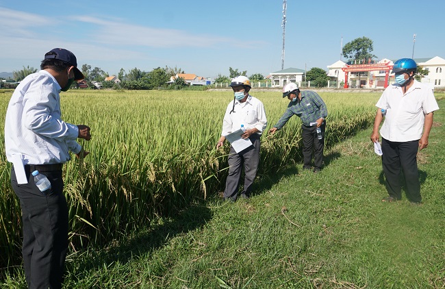 Hội nghị đầu bờ mô hình canh tác lúa theo hướng an toàn sinh học.