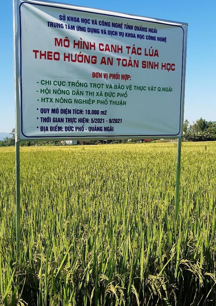 Mô hình canh tác lúa theo hướng an toàn sinh học triển khai tại HTX NN Phổ Thuận.