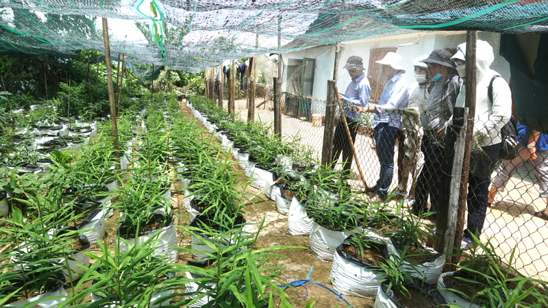 Liên kết trồng gừng  nhà nông lợi kép  Binh Phuoc Tin tuc Binh Phuoc  Tin mới tỉnh Bình Phước