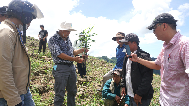 Đoàn kiểm tra mô hình trồng thuần gừng sẻ tại xã Sơn Trà, huyện Trà Bồng.