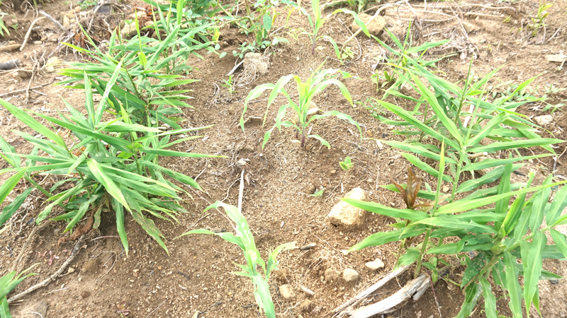 Đoàn kiểm tra mô hình trồng gừng sẻ xen ngô tại huyện Sơn Tây.