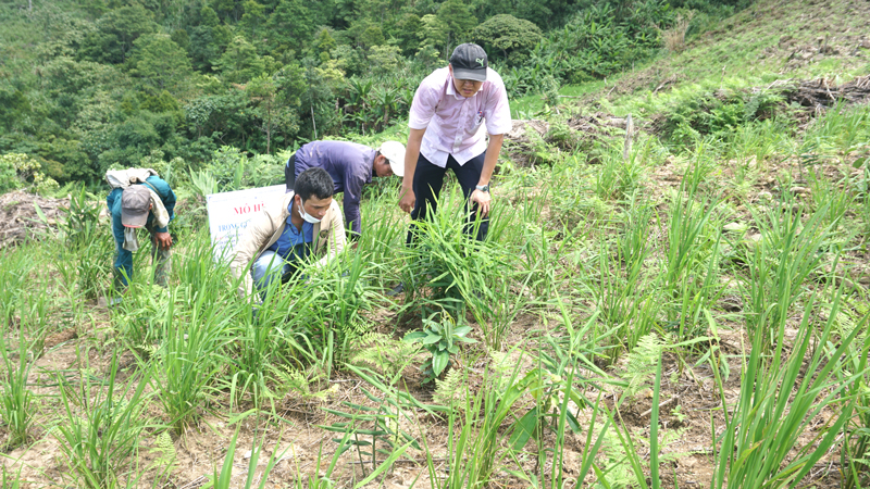 Nhiều hộ dân trồng gừng ở Ninh Thuận có nguy cơ trắng tay