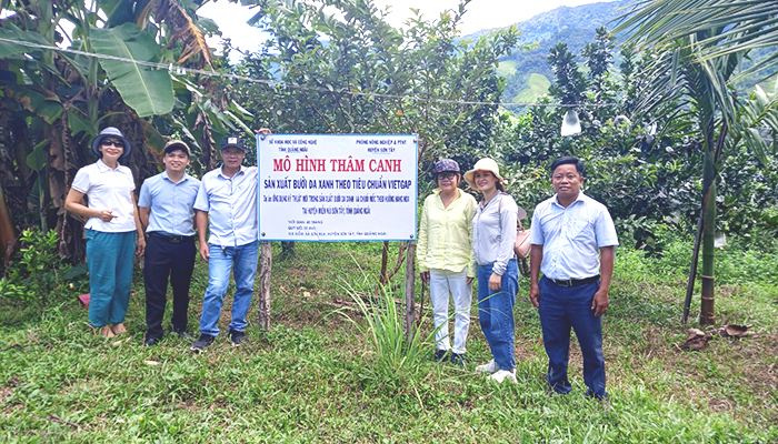 Hội đồng nghiệm thu kiểm tra thực tế tại mô hình thâm canh Bưởi tại xã Sơn Bua, huyện Sơn Tây