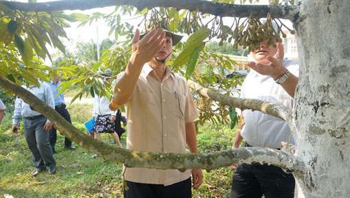 Đoàn làm việc tham quan vườn sầu riêng tại Trại nghiên cứu.