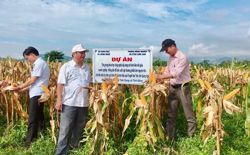 Dự án: “Ứng dụng khoa học công nghệ xây dựng mô hình liên kết giữa doanh nghiệp - nông dân để sản xuất ngô thương phẩm làm nguyên liệu chế biến thức ăn chăn nuôi trên đất lúa kém hiệu quả tại huyện Sơn Tịnh” 