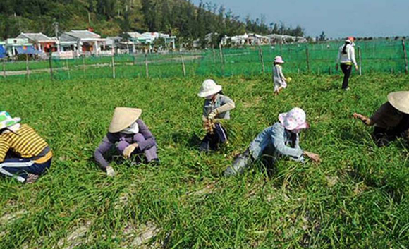 Mùa thu hoạch tỏi ở Lý Sơn.