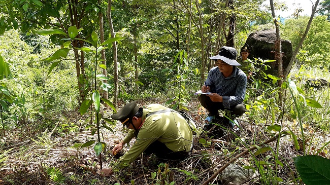 Bảo tồn nguồn gen giống cây quế bản địa Trà Bồng tại Quảng Ngãi