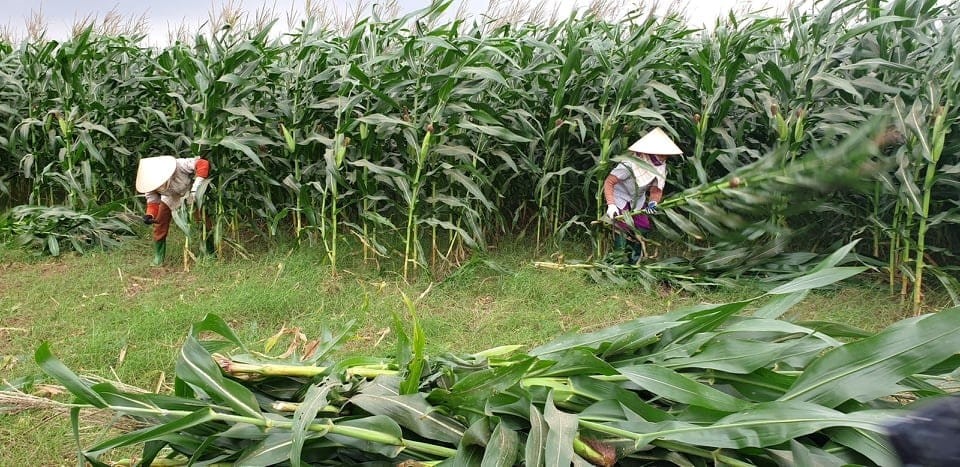 Kết quả bước đầu từ mô hình trồng ngô sinh khối tại xã Ba Vì, huyện Ba Tơ