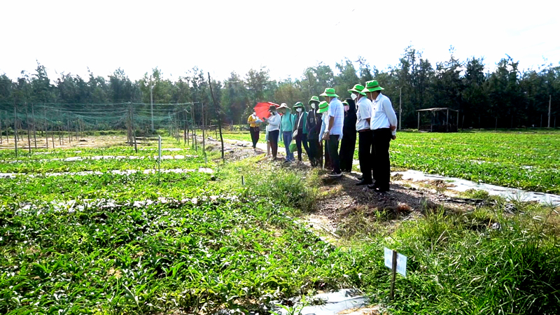Kiểm tra tiến độ thực hiện nhiệm vụ “Nghiên cứu xây dựng mô hình thực hành nông nghiệp tốt (VietGAP) trên một số cây trồng có giá trị kinh tế cao để nâng cao nhận thức và năng lực canh tác của người dân tại tỉnh Quảng Ngãi”
