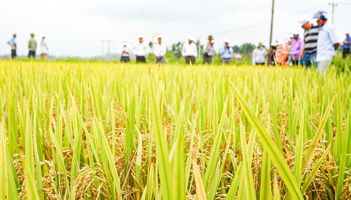 Hội nghị đầu bờ Dự án “Hỗ trợ ứng dụng kết quả nghiên cứu khoa học và công nghệ phát triển nhanh các giống lúa (QNg6, QNg13, QNg128) đã được chọn tạo theo chuỗi giá trị trên địa bàn tỉnh Quảng Ngãi”