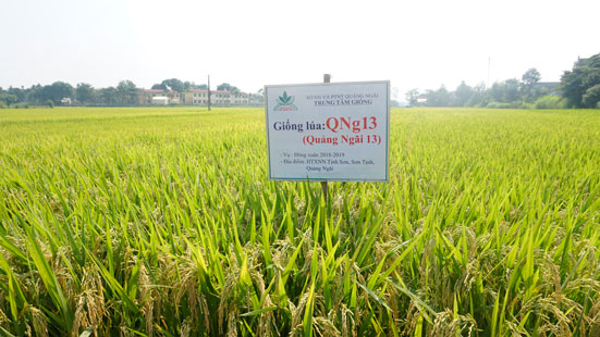 Chọn tạo và phát triển một số giống lúa mới ngắn ngày, có năng suất cao, phẩm chất gạo tốt phục vụ sản xuất để tăng thu nhập cho nông dân Quảng Ngãi và một số tỉnh khu vực Miền Trung.