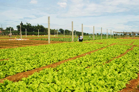 Quảng Ngãi hướng đến phát triển nông nghiệp bền vững.