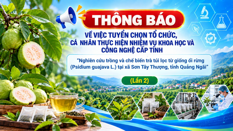 Thông báo tuyển chọn tổ chức, cá nhân thực hiện nhiệm vụ khoa học và  công nghệ cấp tỉnh “Nghiên cứu trồng và chế biến trà túi lọc từ giống ổi rừng (Psidium guajava L.) tại xã Sơn Tây Thượng, tỉnh Quảng Ngãi”