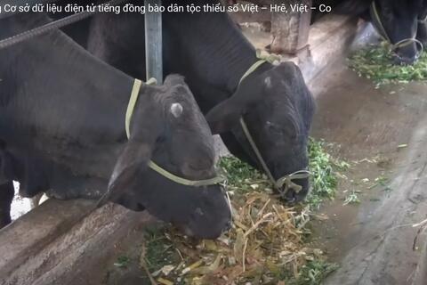 Mô hình nuôi bò lai chuyên thịt bằng thức ăn hỗn hợp hoàn chỉnh lên men và thức ăn tinh dạng viên; Xây dựng Cơ sở dữ liệu điện tử tiếng đồng bào dân tộc thiểu số Việt – Hrê, Việt – Co