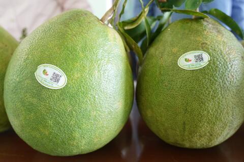 Xây dựng mô hình VietGAP trên một số cây trồng có giá trị kinh tế cao
