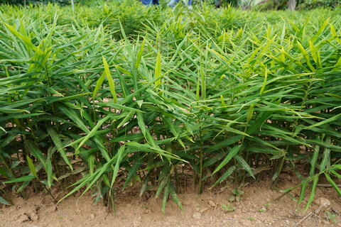 Mô hình liên kết sản xuất và tiêu thụ sản phẩm gừng sẻ bản địa theo chuỗi giá trị tại các huyện miền núi tỉnh Quảng Ngãi