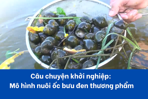 Câu chuyện khởi nghiệp: Mô hình nuôi ốc bưu đen thương phẩm và chế biến các sản phẩm từ ốc