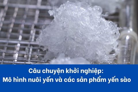 Câu chuyện khởi nghiệp:  Mô hình nuôi yến và các sản phẩm yến sào