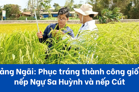 Quảng Ngãi: Phục tráng thành công giống  nếp Ngự Sa Huỳnh và nếp Cút